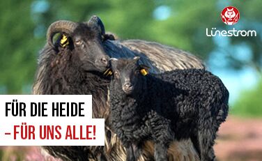 Zwei Heidschnucken hinter Schriftzug "Für die Heide - für uns alle!"